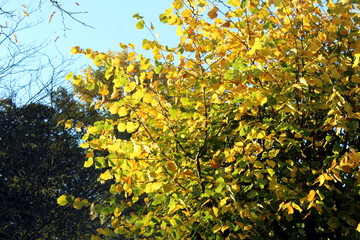 Allee am Bonner Rheinufer im Spätsommer