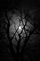 Moon Lit Tree