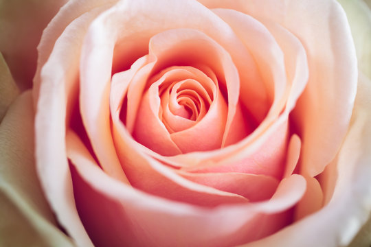 Light Pink Rose