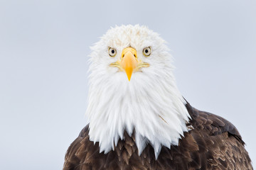 Bald eagle head portrait looking down the barrel in Alaska	