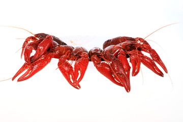 Crawfish