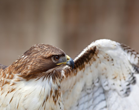 Red Tailed Hawk Closeup Spreading Wings