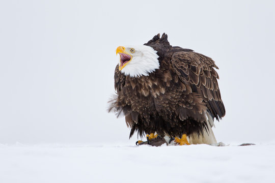Bald eagle calling on top of prey in the snow in Alaska