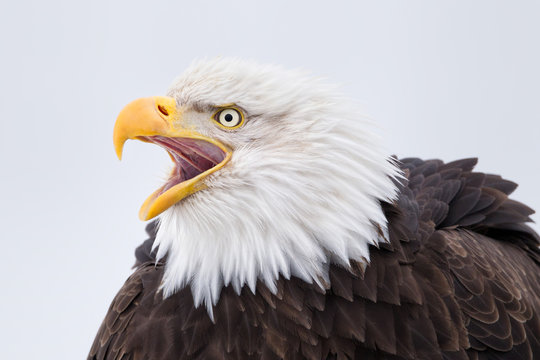 Bald Eagle Head Images – Browse 51,698 Stock Photos, Vectors, and Video