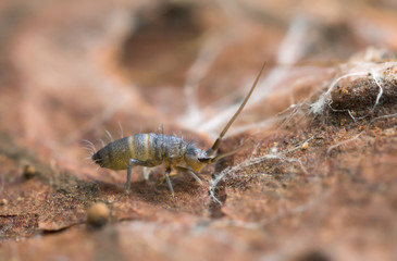 Springtail photograped with high magnification