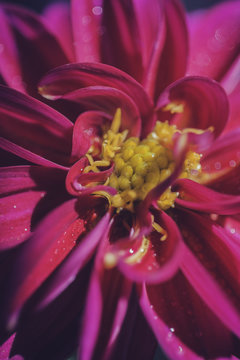 Beautiful pink flower with water drops.