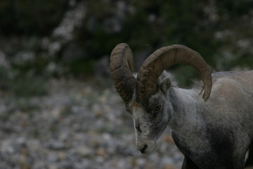 Bighorn on Road To Alaska 2