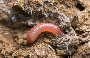Rainworm in cow dung