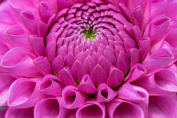 Dahlia Mary's Jomanda close up.