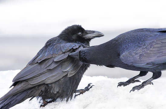 Raven pair grooming
