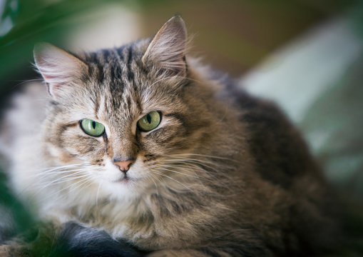 Cat on the couch