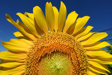 Sunflowers garden. Sunflowers have abundant health benefits. 