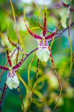 Orchids hanging out