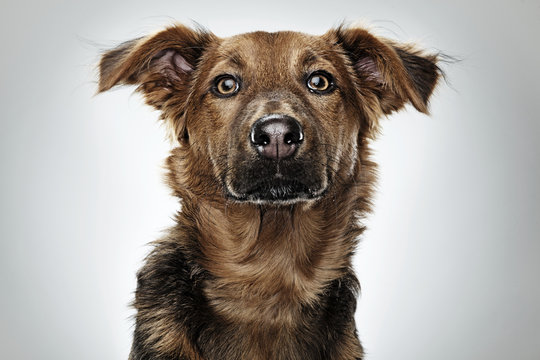 Dog portrait