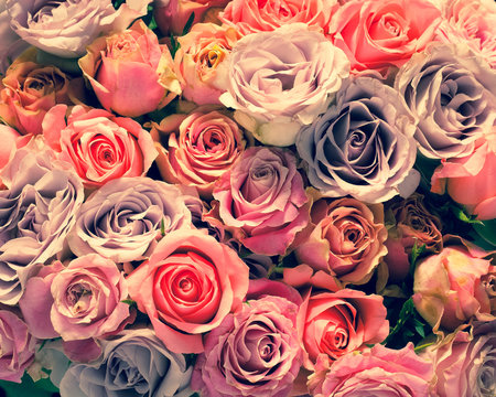Pink and Violet Roses