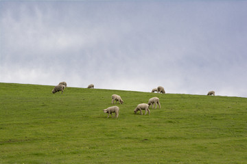 Sheep and Lambs Grazing on Hillside, Barossa Valley, South Australia