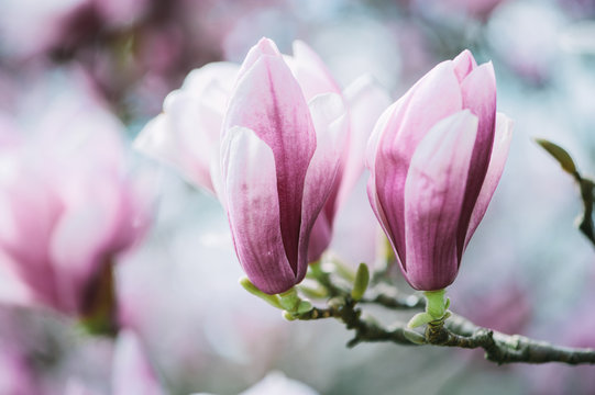 Closeup of blossoming magnolia in spring