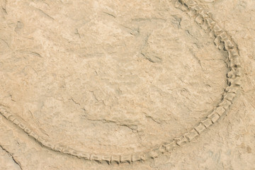 Replica dinosaur fossil on the wall