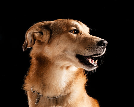 Crossbred Dog's Portrait