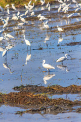 Egret birds on rice field.