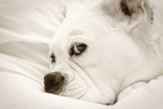 White Boxer dog resting