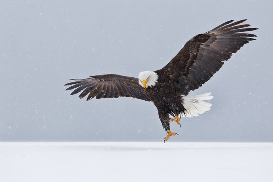 Bald eagle landing in the snow in Alaska
