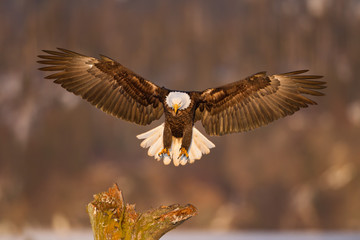 Bald eagle landing on a tree in Alaska