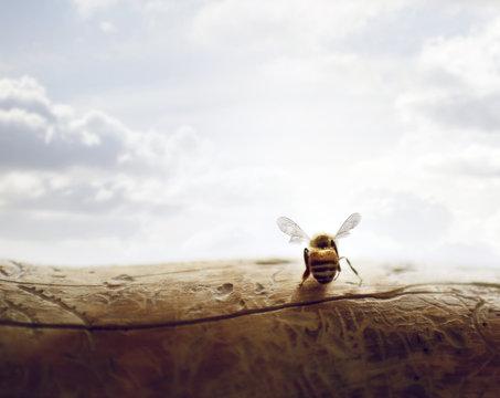 Bee pauses on a branch in front of a cloudy blue sky