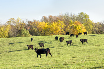 Dark Cattle Herd and Autumn Foliage
