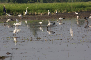 Egrets birds on rice field