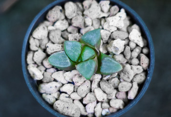 succulent in white pot