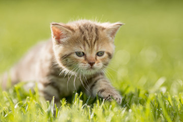 Naklejka na ściany i meble Baby kitten cat in green grass
