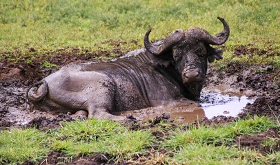 Fototapeta premium Buffalo Wild Animal lying in grass mud on safari in Serengeti National Park, a Unesco World Heritage Site, Tanzania Africa