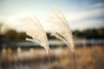 Japanese silver grass in park background.