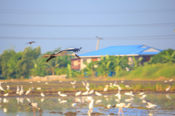 Egrets birds on rice field