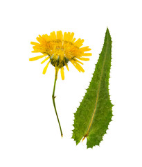 Pressed and dried flowers sow-thistle, isolated