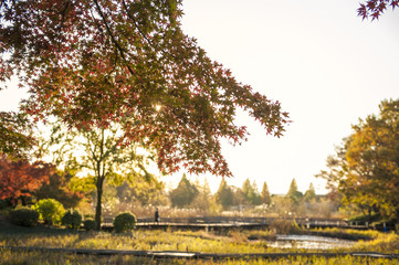 Autumn leaves of Japanese maple(Momiji) background