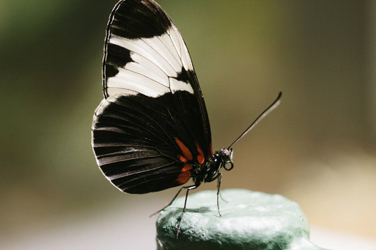 Closeup Image Of Orange And Black Butterfly