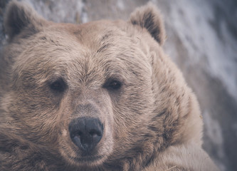 bear