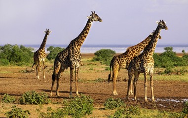 Giraffe Herd with tall necks on a Safari in Wildlife Sanctuary in Serengeti National Park, a Unesco World Heritage Site, Tanzania Africa