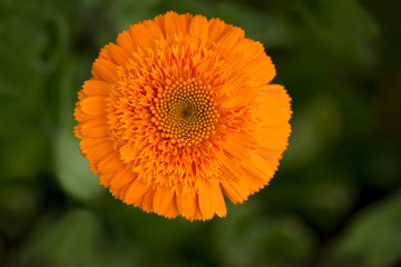 Single Double Orange Calendula Officinalis