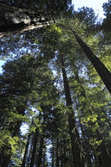 レディ・バード・ジョンソン・グローブ