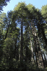 レディ・バード・ジョンソン・グローブ