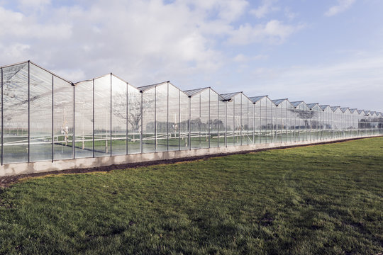 Large industrial greenhouses with plants
