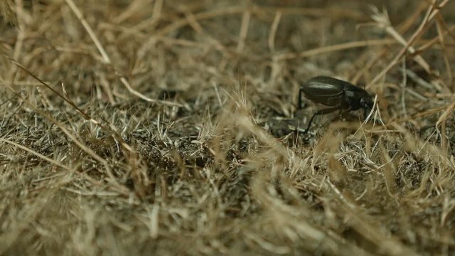 Foraging and exploring macro Large Desert Beetles at Night Oregon 81