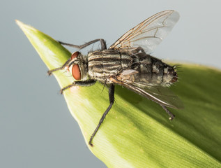 housefly onleaf, fly, hosefly, Musca domestica