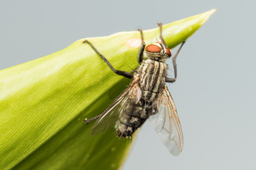 housefly onleaf, fly, hosefly, Musca domestica