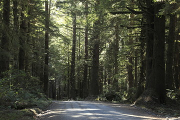 Obraz premium ジェデディア・スミス・レッドウッド州立公園のハウランド・ヒル・ロード