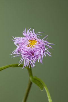 Daisy Fleabane flower opening against out-of-focus background
