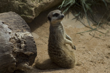 Fototapeta premium Meerkat Sitting up observing at the Taronga Park Zoo